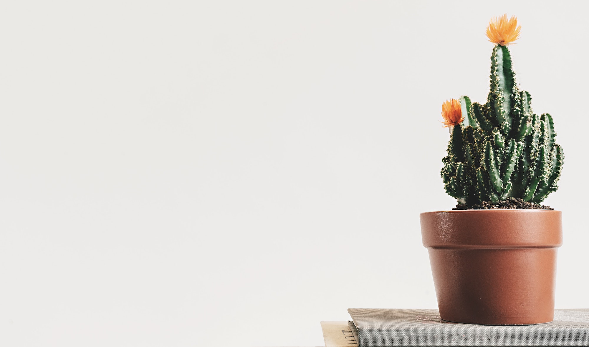 Absolutely Awesome WordPress Theme